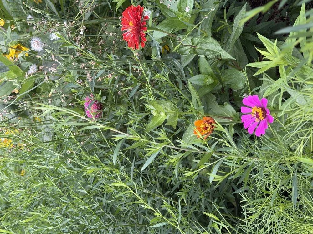 Dense mixed native forbs and grasses established across the St. Louis prairie restoration.