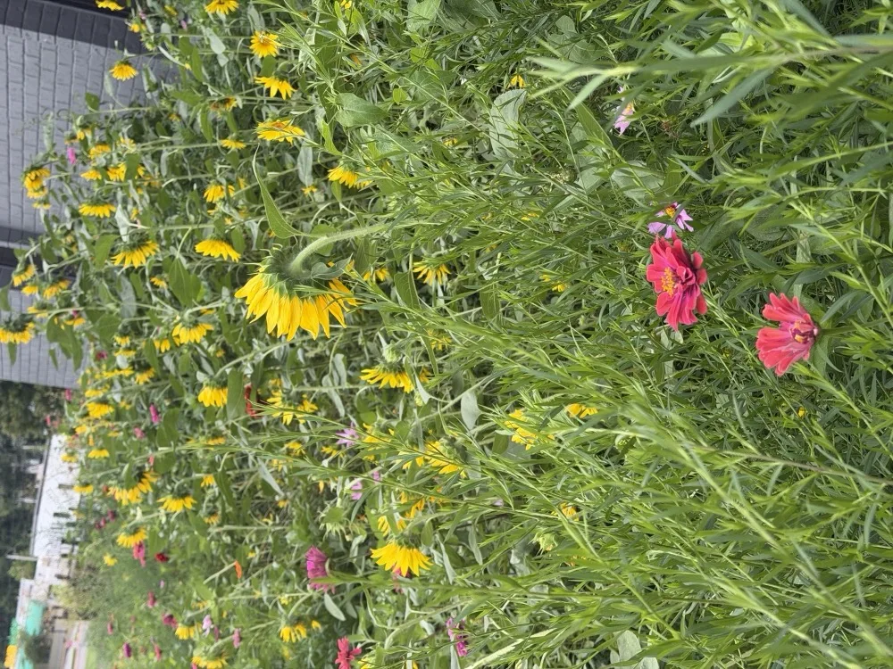 Establishment-year prairie planting showing mixed native grasses and forbs.
