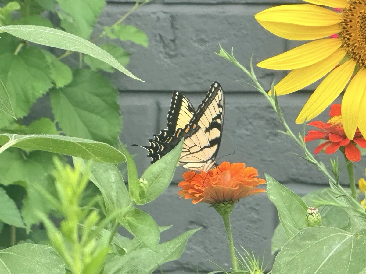 A butterfly feeding on a flowering native plant in the restored prairie.