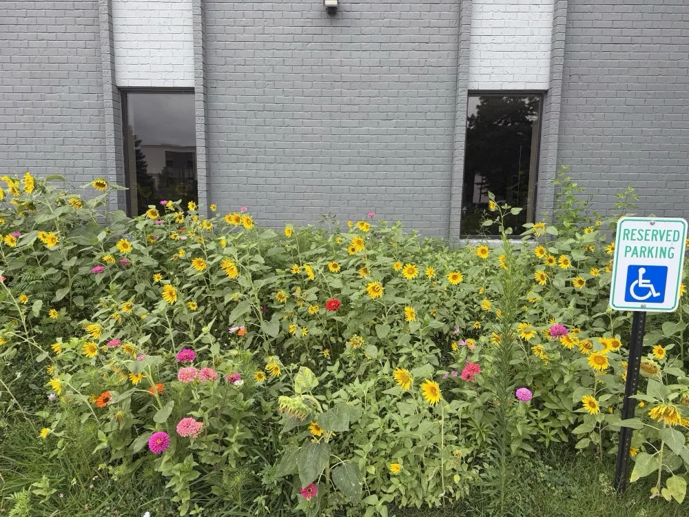 Native prairie planting beside the Valor Medica building in St. Louis.