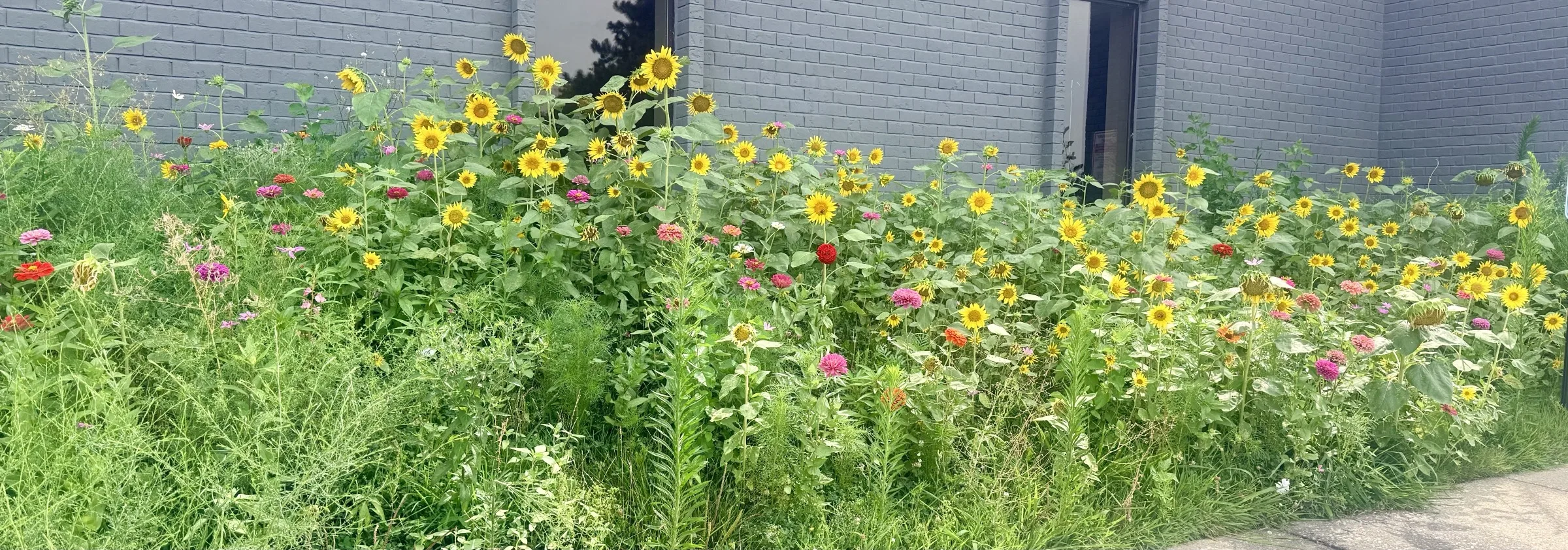 A restored tallgrass prairie of sunflowers and wildflowers in full bloom along the exterior wall of the Valor Medica building at 4477 Woodson Road in St. Louis.