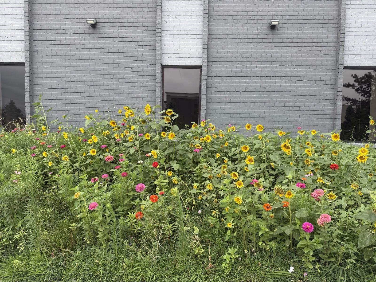 Prairie grasses and wildflowers outside the treatment room windows.